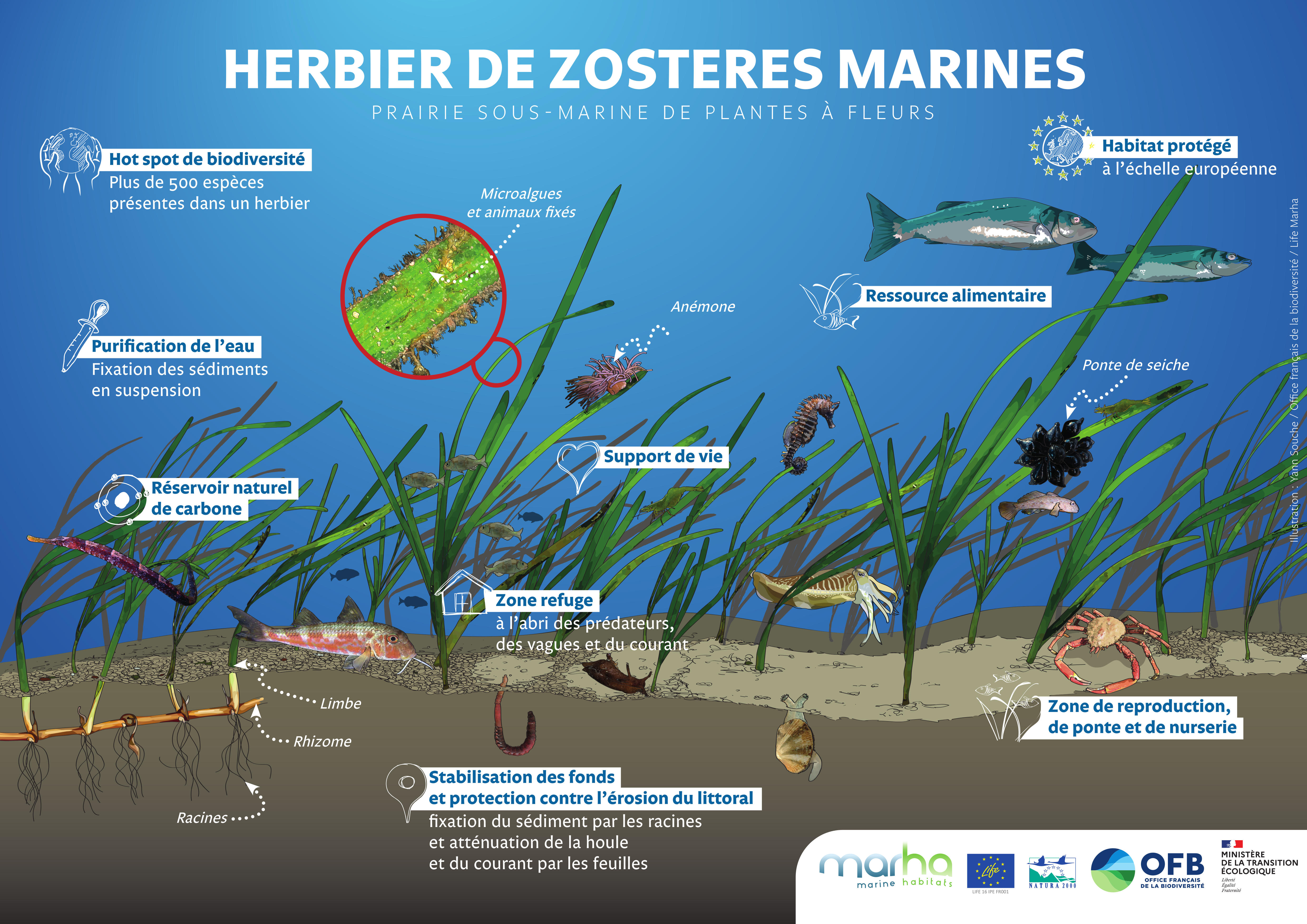 Herbier de zostères marines