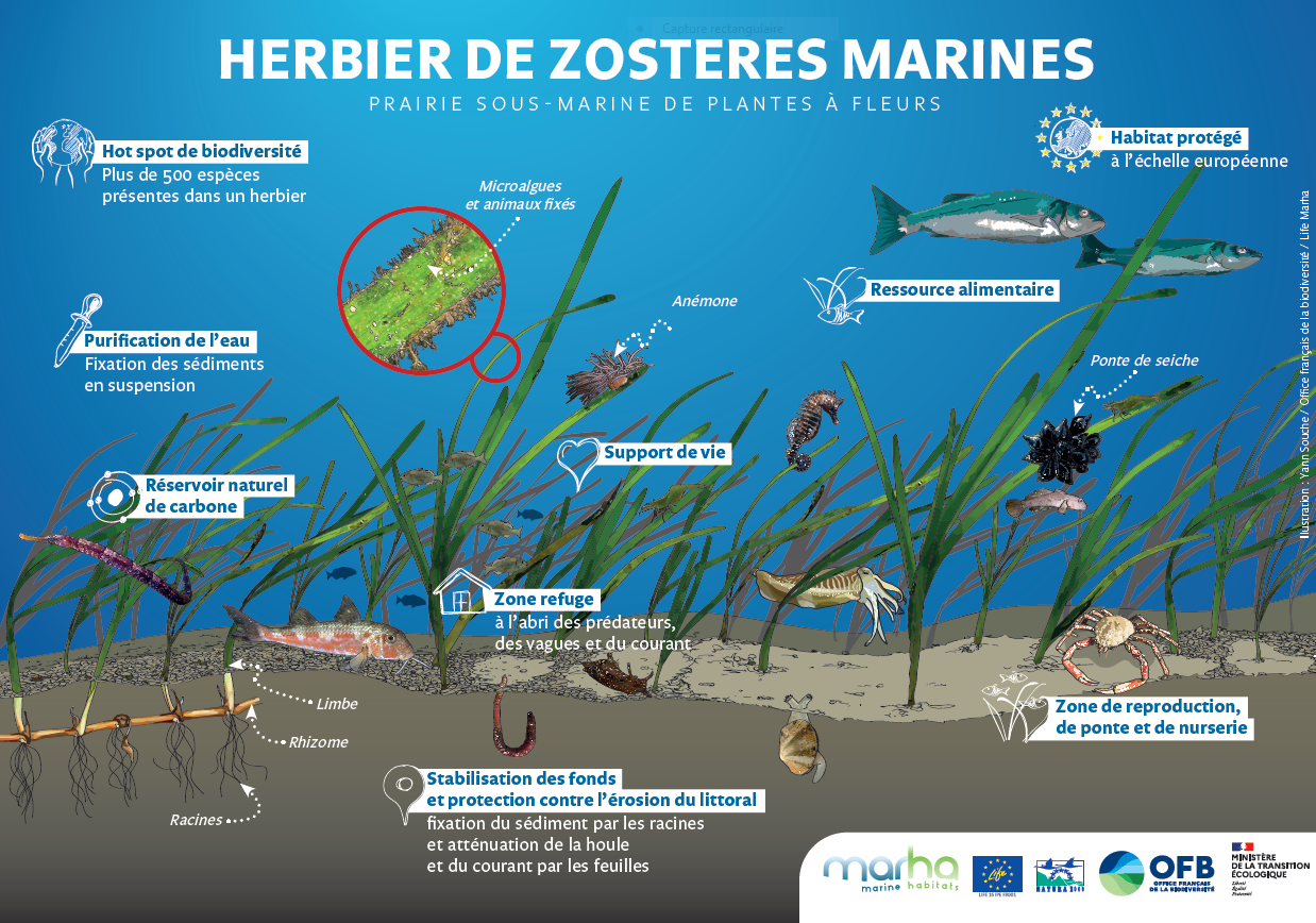 Herbiers zostères marines
