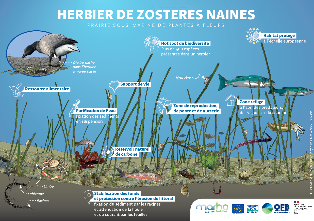 Herbiers zostères naines